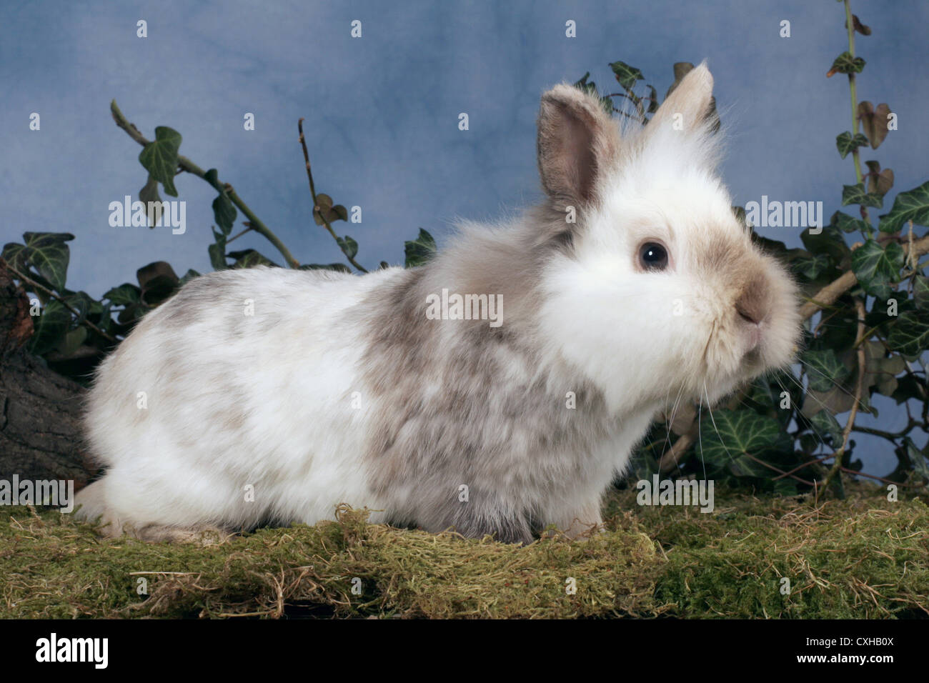 Piebald bunny hi-res stock photography and images - Alamy