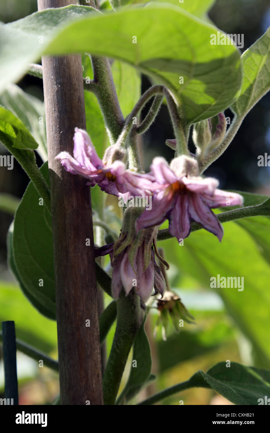 Aubergine Flowers Solanum melongena Stock Photo Alamy