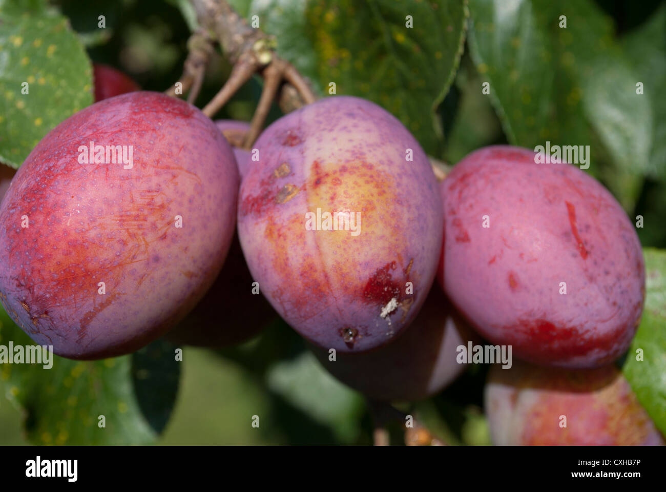 Victoria Plums on plum tree Stock Photo Alamy