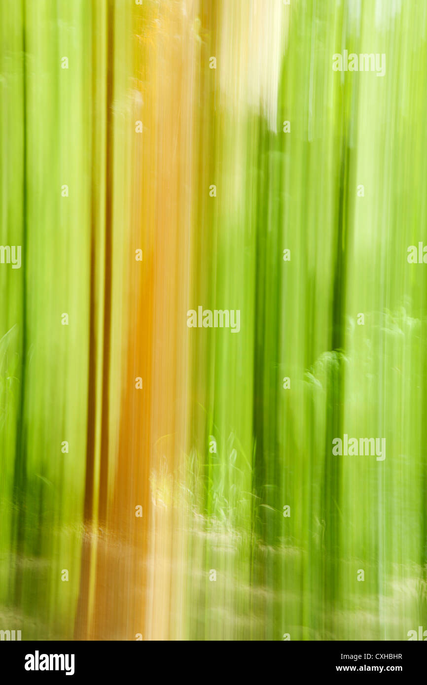 Blurred, abstract of tree trunk Stock Photo - Alamy