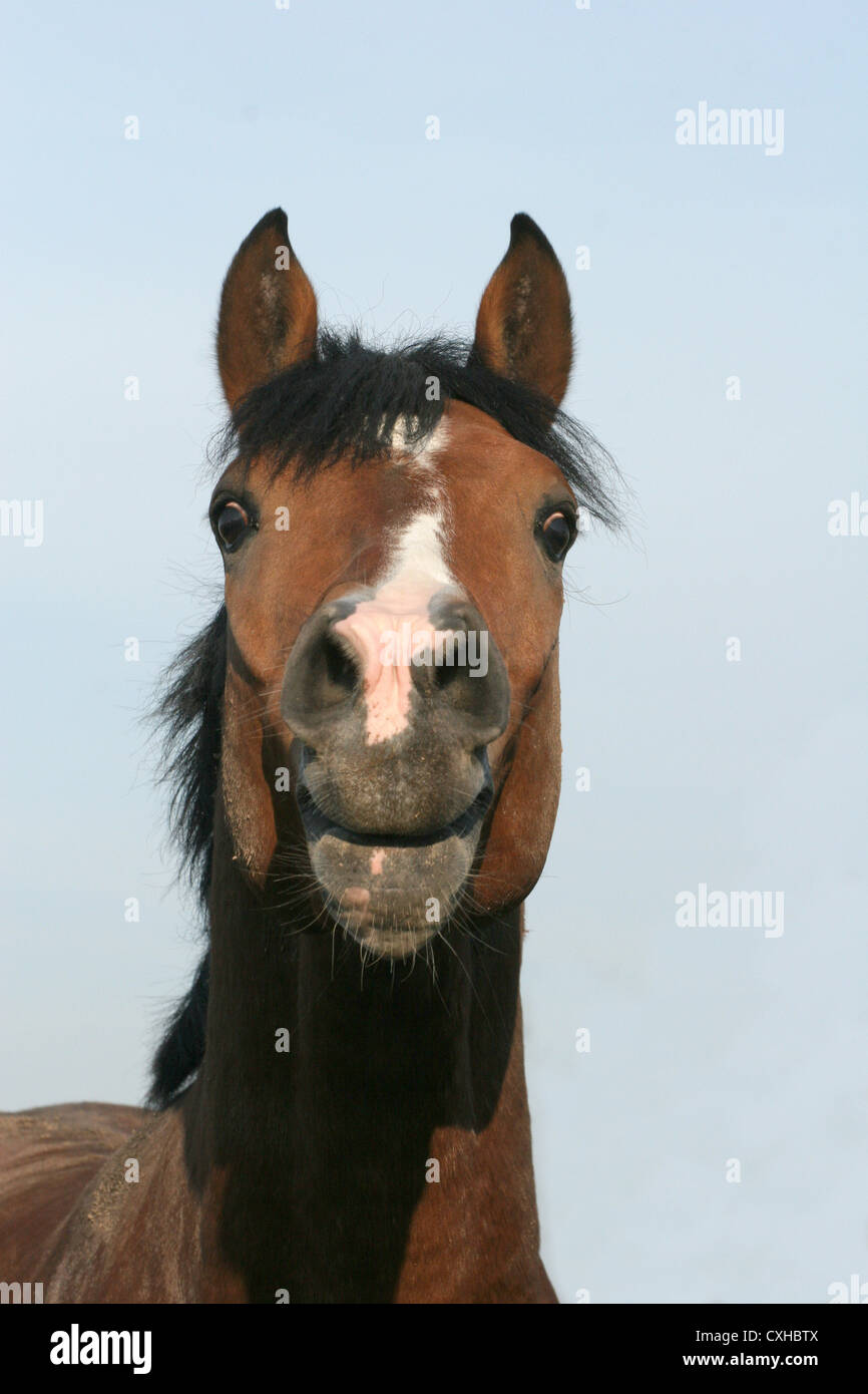 whinny horse Stock Photo
