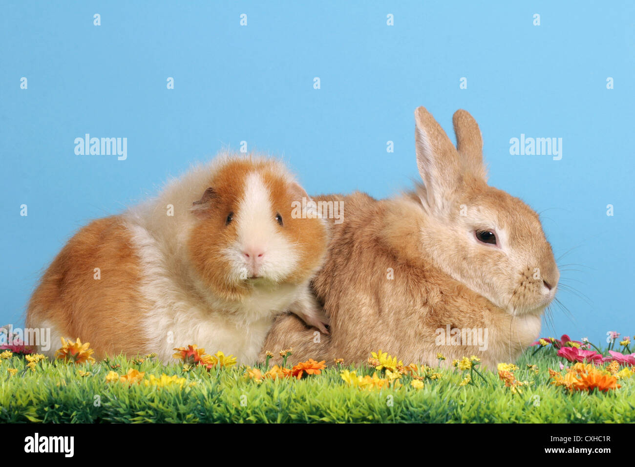Two dwarf rabbits guinea pig hires stock photography and images Alamy