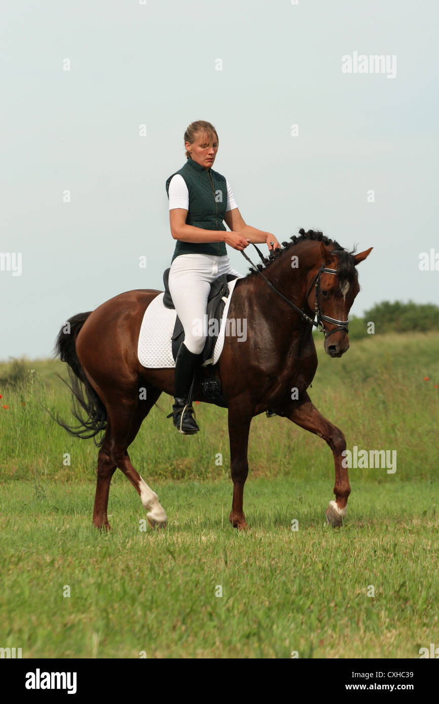 German Riding Pony stallion in dressage training Stock Photo Alamy