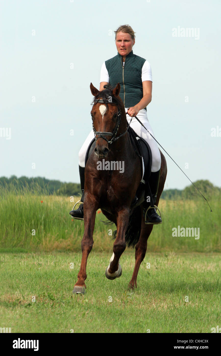 German Riding Pony stallion in dressage training Stock Photo Alamy