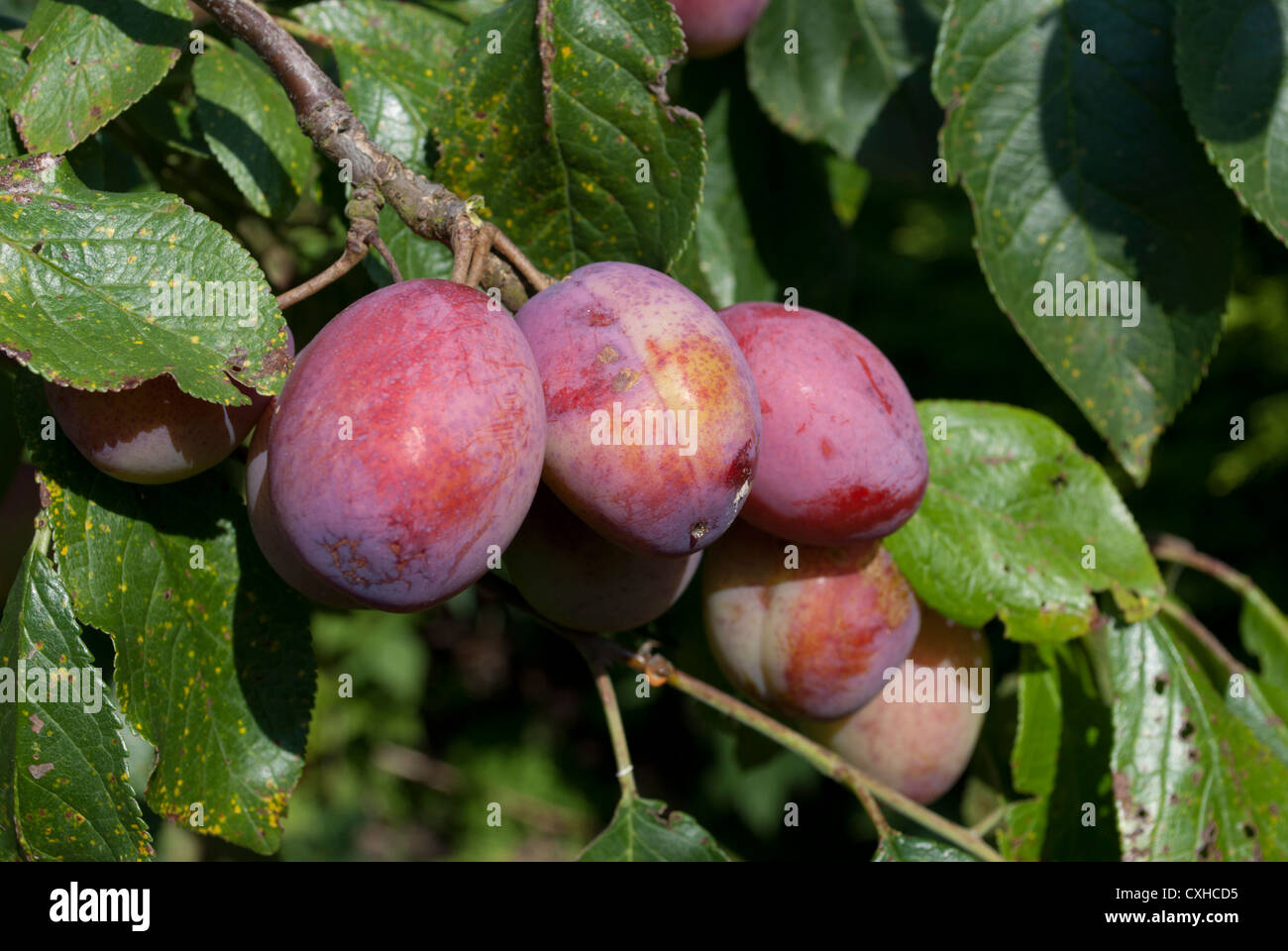 Victoria Plums on plum tree Stock Photo Alamy