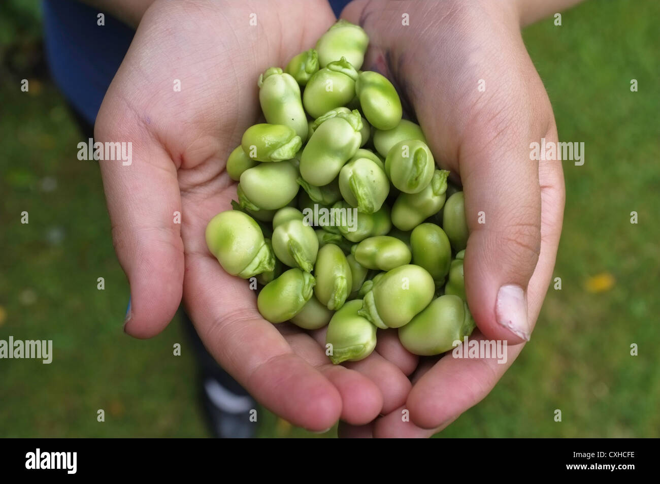 A child holding podded broad beans picked from the garden Stock Photo