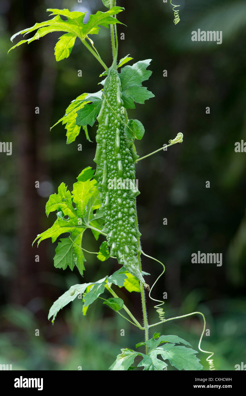 Momordica charantia. Bitter melon growing on the vine in an indian