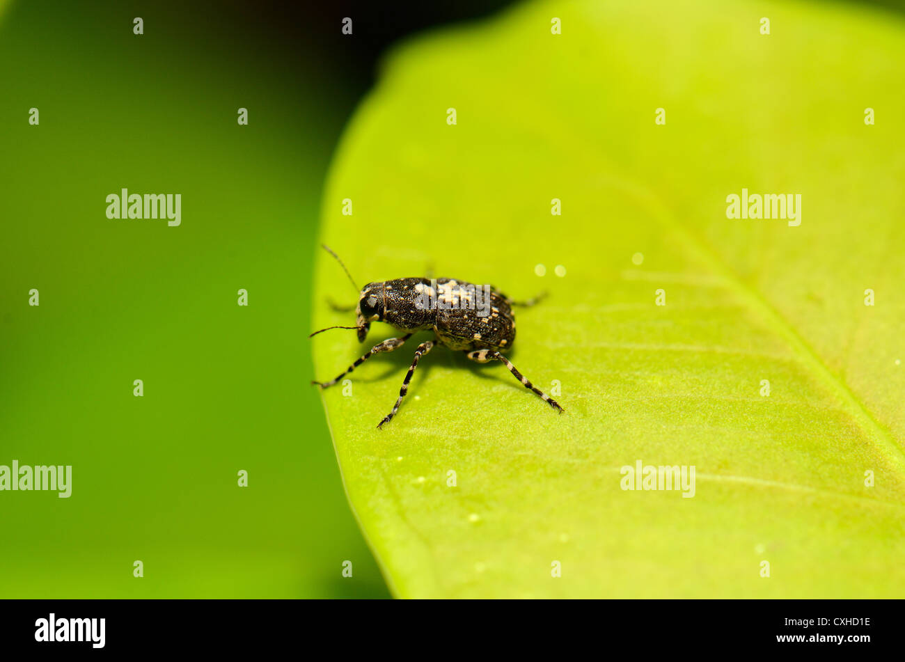 beautiful weevil beetle standing on green leaf Stock Photo