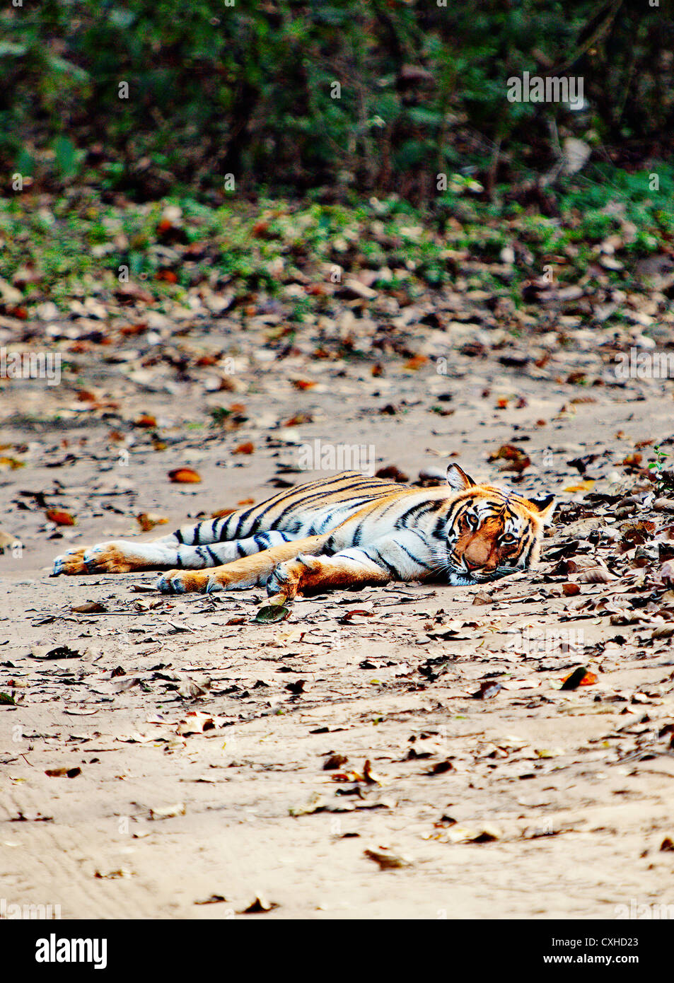 Tiger (3 years old female) on a road in Dhikala area in Jim Corbett Tiger Reserve, India. Stock Photo