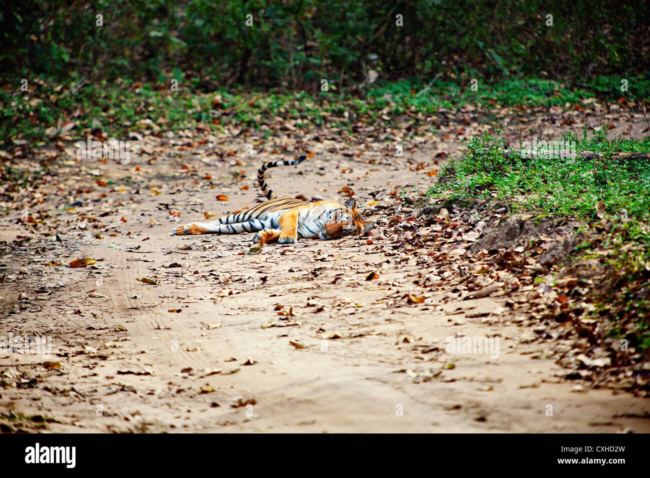 Tiger (3 years old female) on a road in Dhikala area in Jim Corbett Tiger Reserve, India. Stock Photo