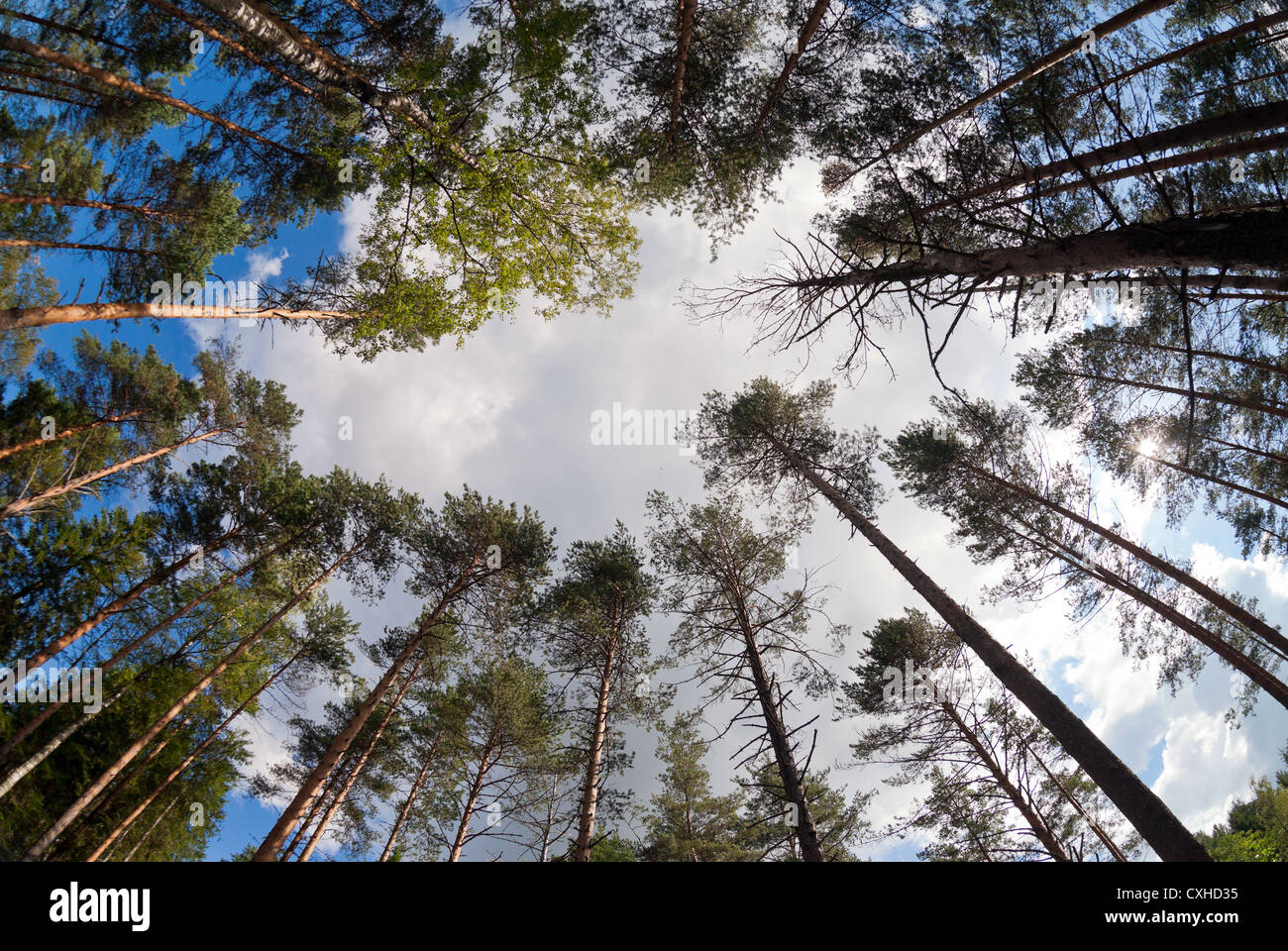 Tall pine trees in the forest Stock Photo - Alamy