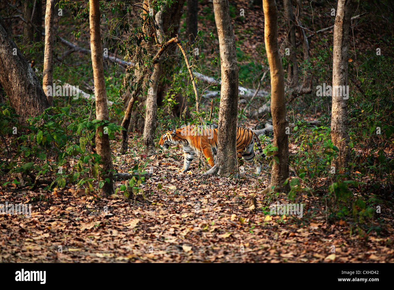 Tiger (female) going for hunting in Bijrani area in Jim Corbett Tiger Reserve, India. Stock Photo