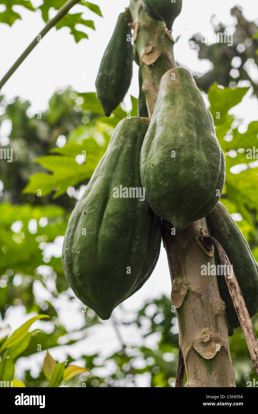Indonesia, Cocoa pods hanging on tree Stock Photo