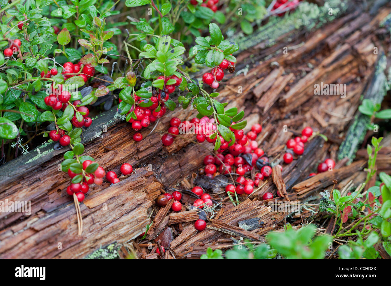 Wild red berries in the forest Stock Photo - Alamy