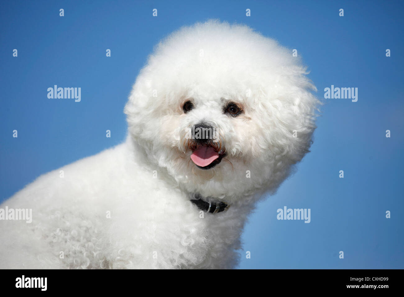 Bichon Frise Portrait Stock Photo