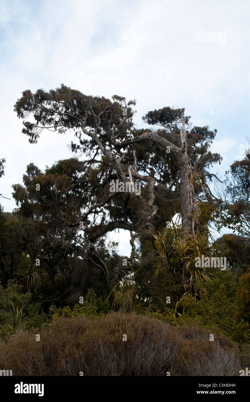 Rimu trees are still growing near the dune lake at Ship Creek in New Zealand's district West Coast.   Rimu-Bäume in Neuseeland. Stock Photo