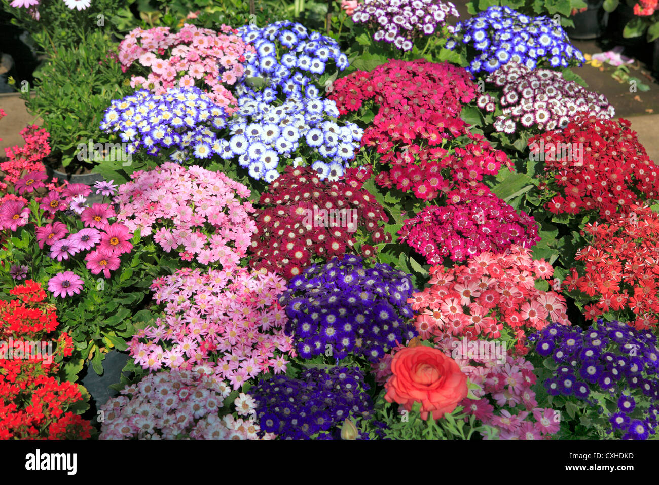 Flower market, Cuemanco, Mexico DF, Mexico Stock Photo