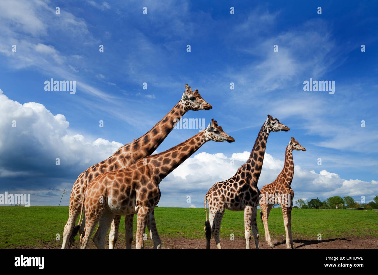 Giraffes in the Wildlife Park, Fota House, Near Cobh, County Cork