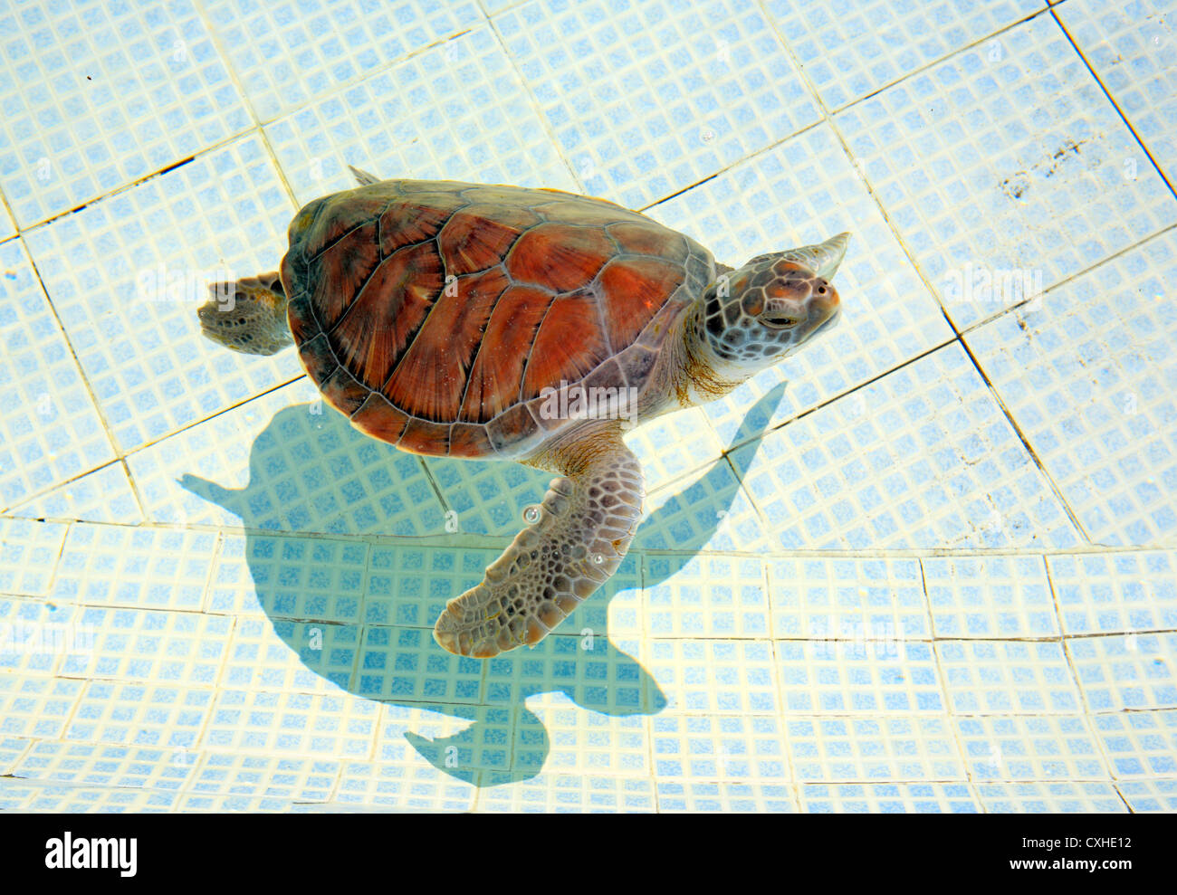 Sea turtle (Chelonia mydas) in the turtle farm near Cuyutlan, Colima, Mexico Stock Photo