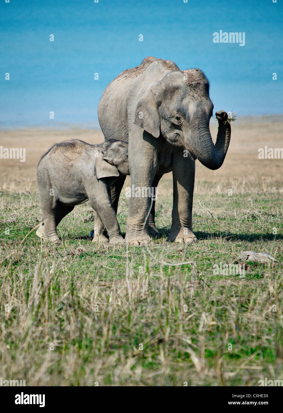 Wild elephants in Dhikala area in Jim Corbett Tiger Reserve, India. Stock Photo