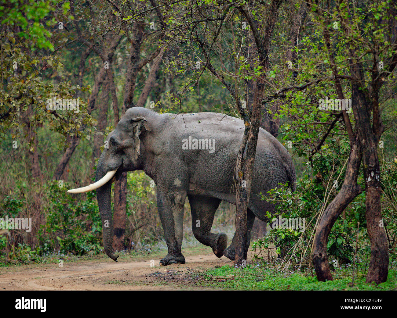 Wild elephant crossing a road in Dhikala area in Jim Corbett Tiger Reserve, India. Stock Photo