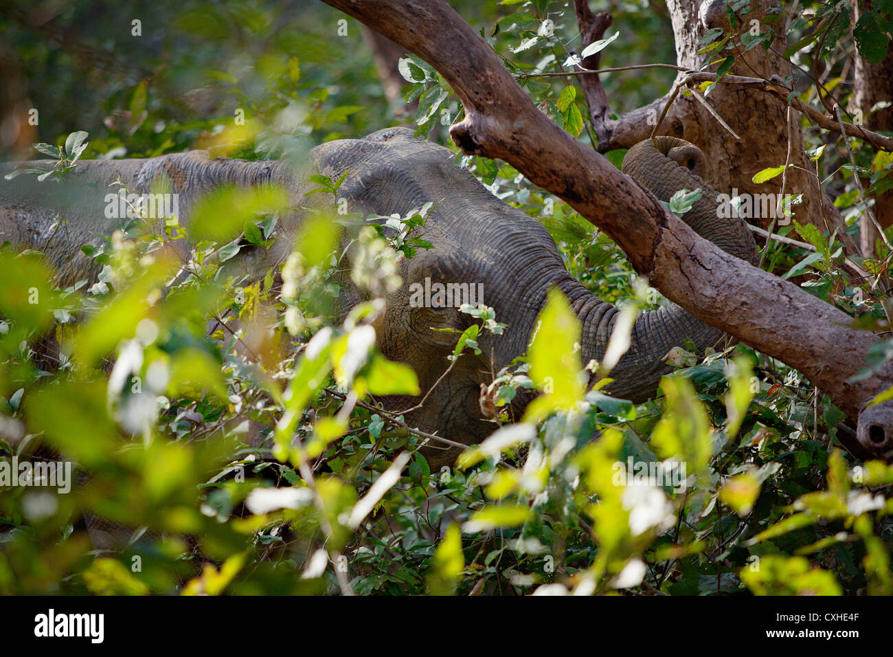 Wild elephant feeding in Bijrani area in Jim Corbett Tiger Reserve, India. Stock Photo