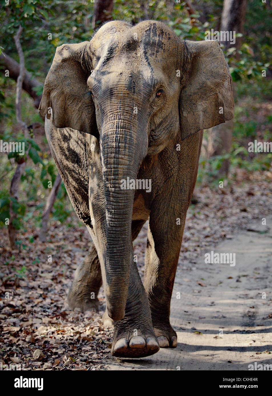 Wild elephant attacking our jeep in Bijrani area in Jim Corbett Tiger Reserve, India. Stock Photo