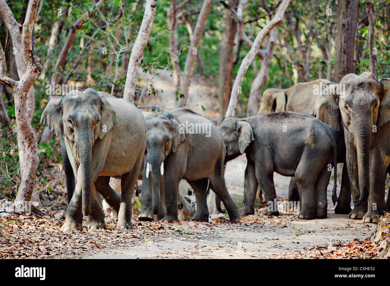 Wild elephants on road in Bijrani area in Jim Corbett Tiger Reserve, India. Stock Photo