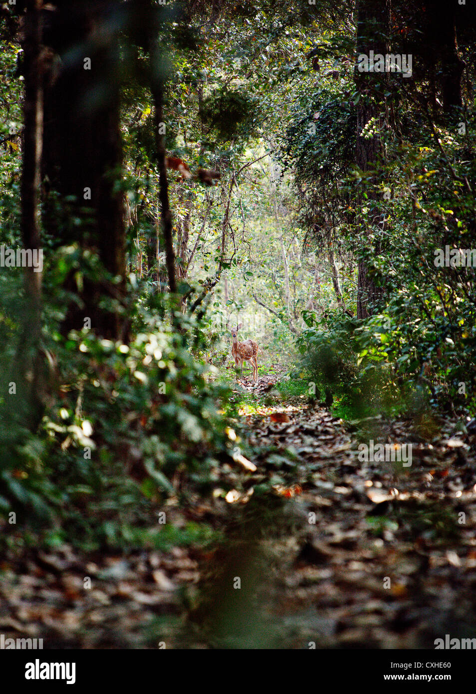 Spotted deer (chital, or axis axis) in Jim Corbett Tiger Reserve, India. Stock Photo