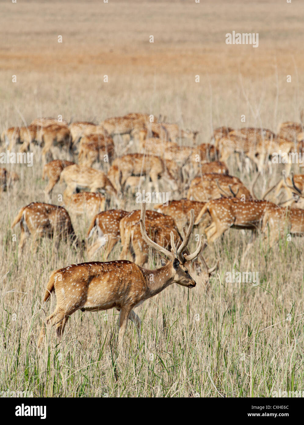 Spotted deers (chital, or axis axis) in Dhikala area in Jim Corbett Tiger Reserve, India. Stock Photo