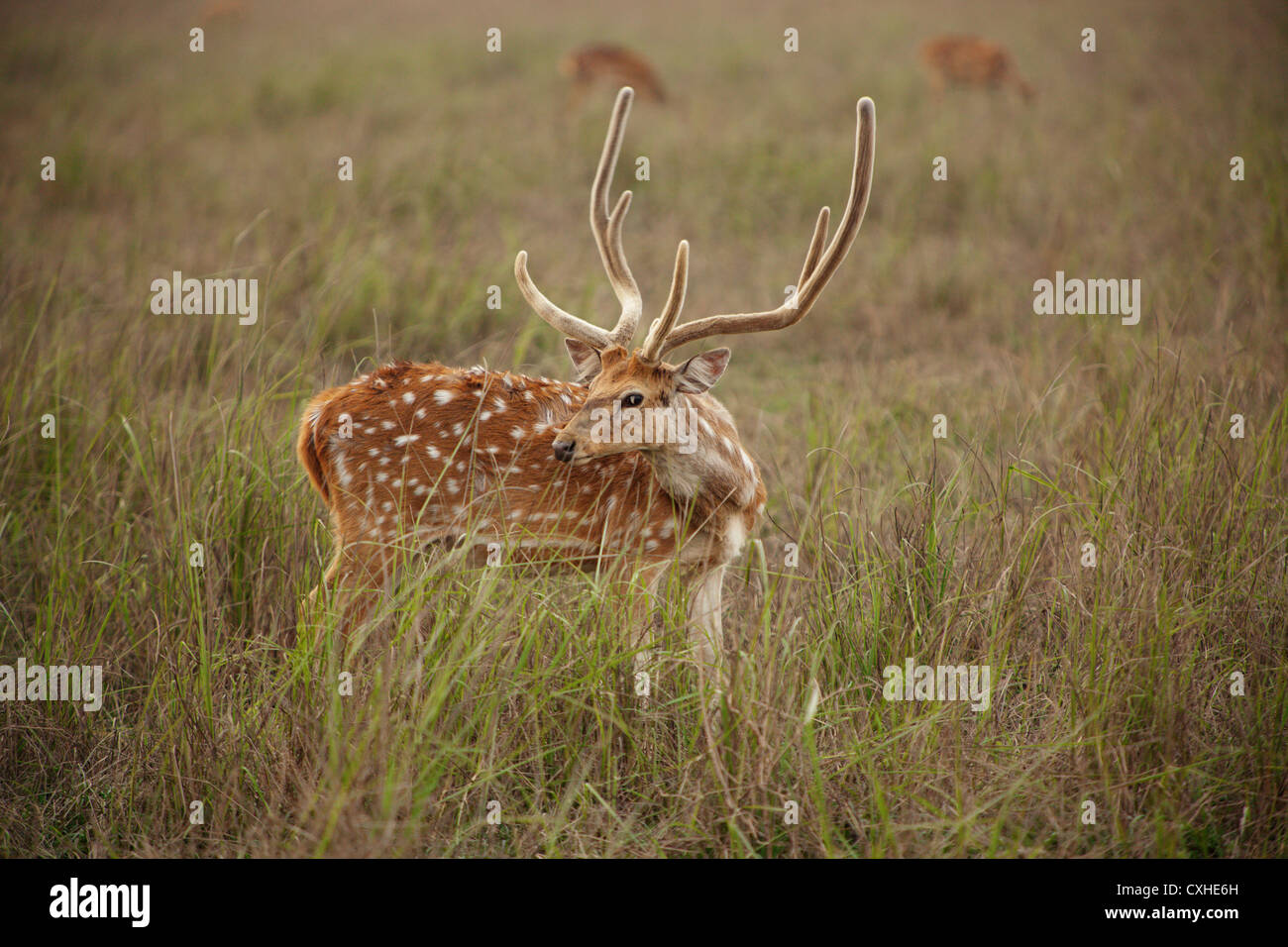 Spotted deer (chital, or axis axis) in Dhikala area in Jim Corbett Tiger Reserve, India. Stock Photo