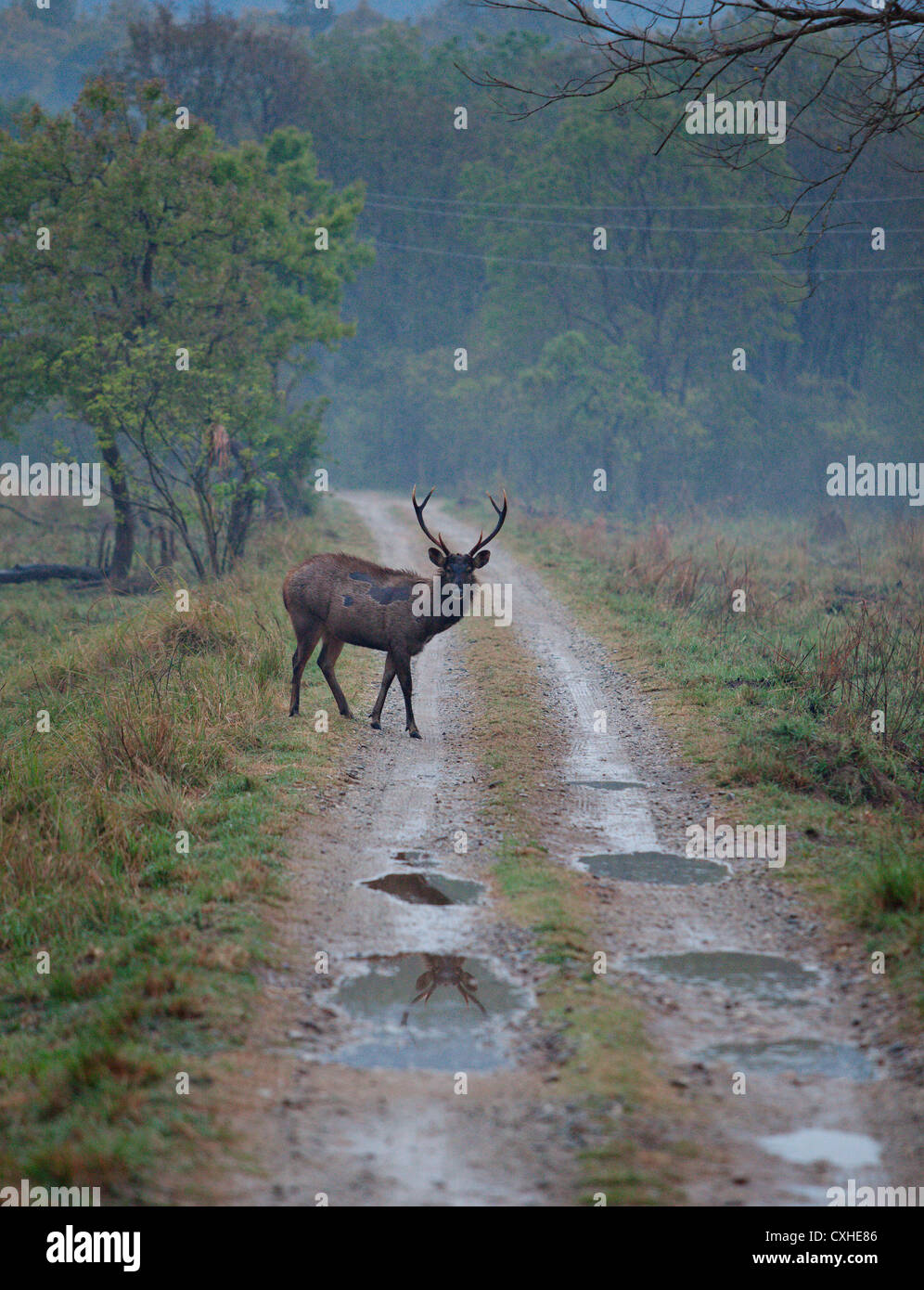 Sambar deer (cervus unicolor) in Dhikala area in Jim Corbett Tiger Reserve, India. Stock Photo