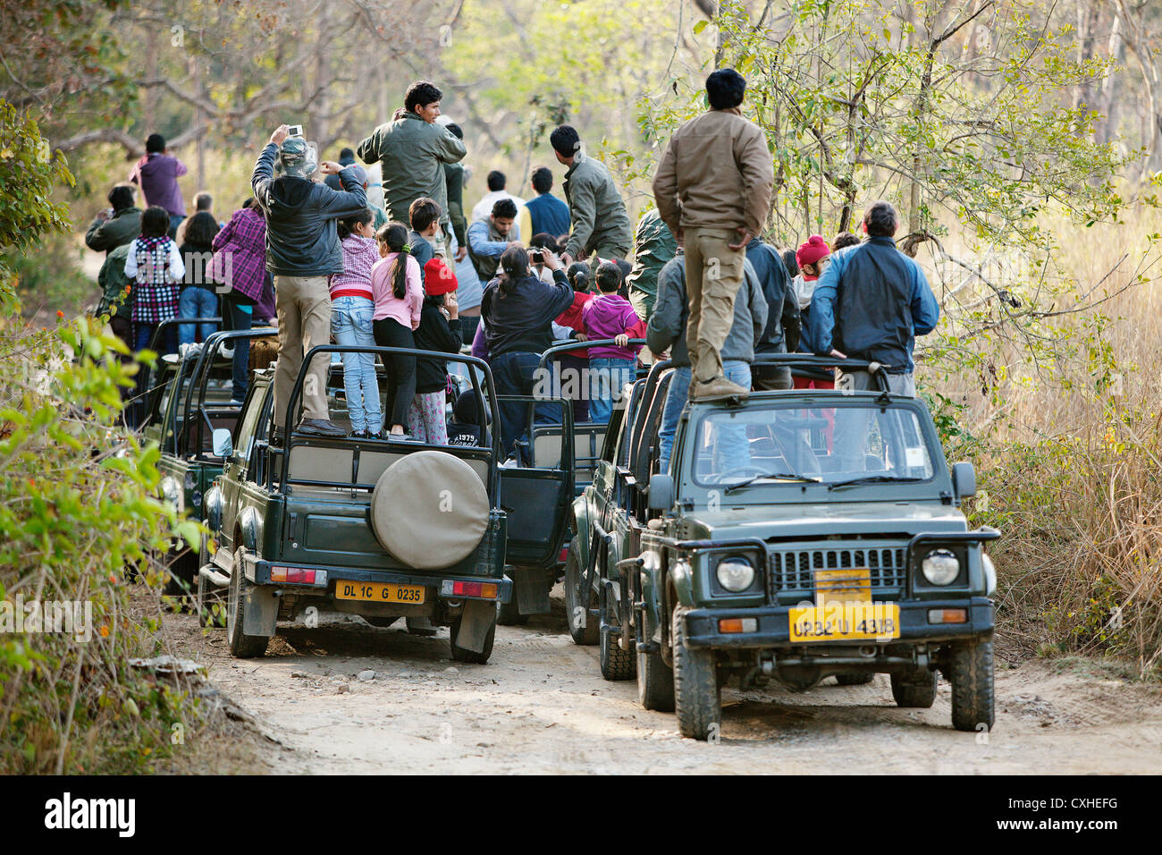 Someone has spotted a tiger. This creates a huge traffic jam in Bijrani area in Jim Corbett Tiger Reserve, India. Stock Photo