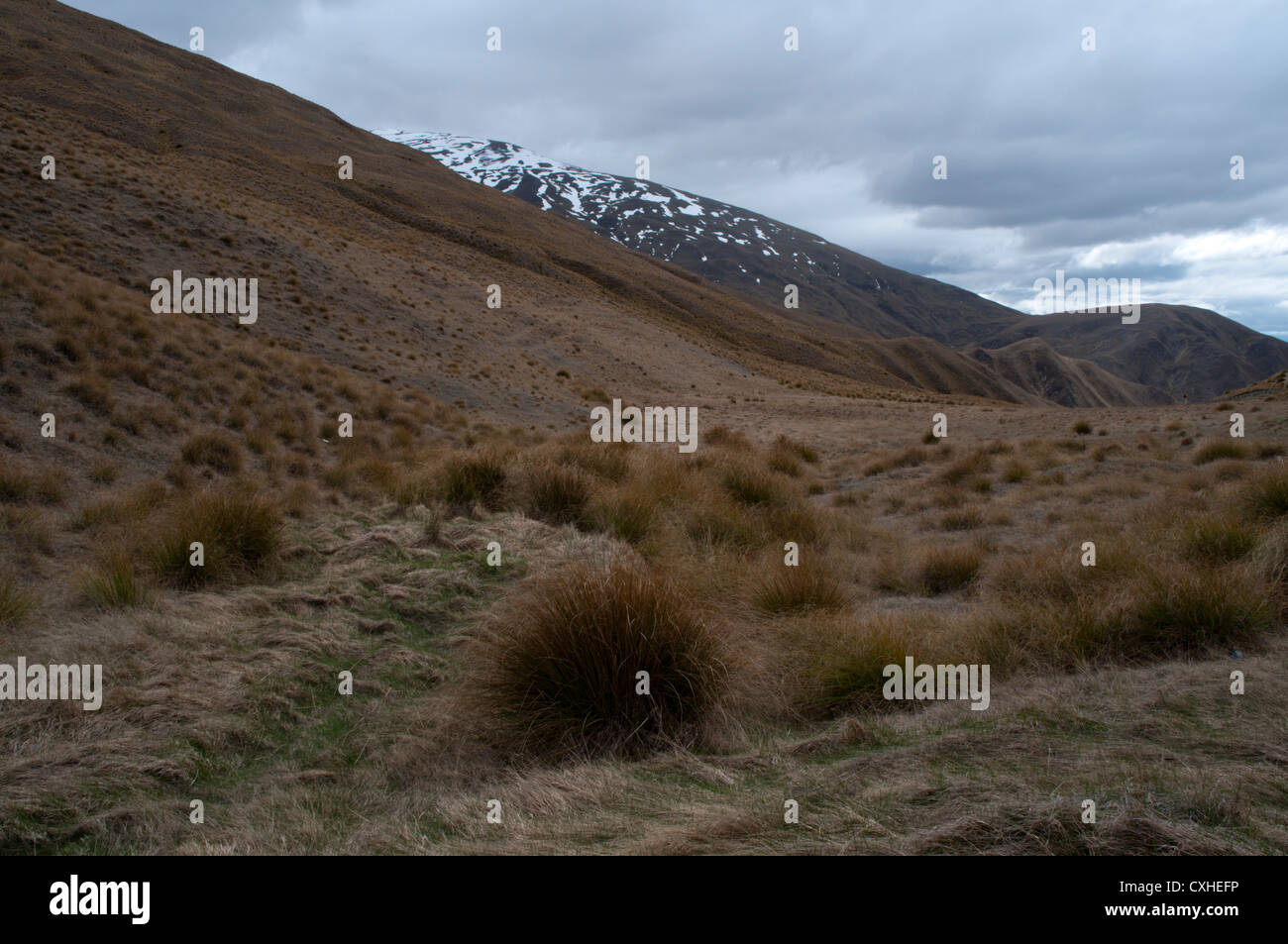 Tussock grass at 1072 meters elevation just aside Crown Range Road in the Southern Alpes of New Zealand.   Tussockgras Stock Photo