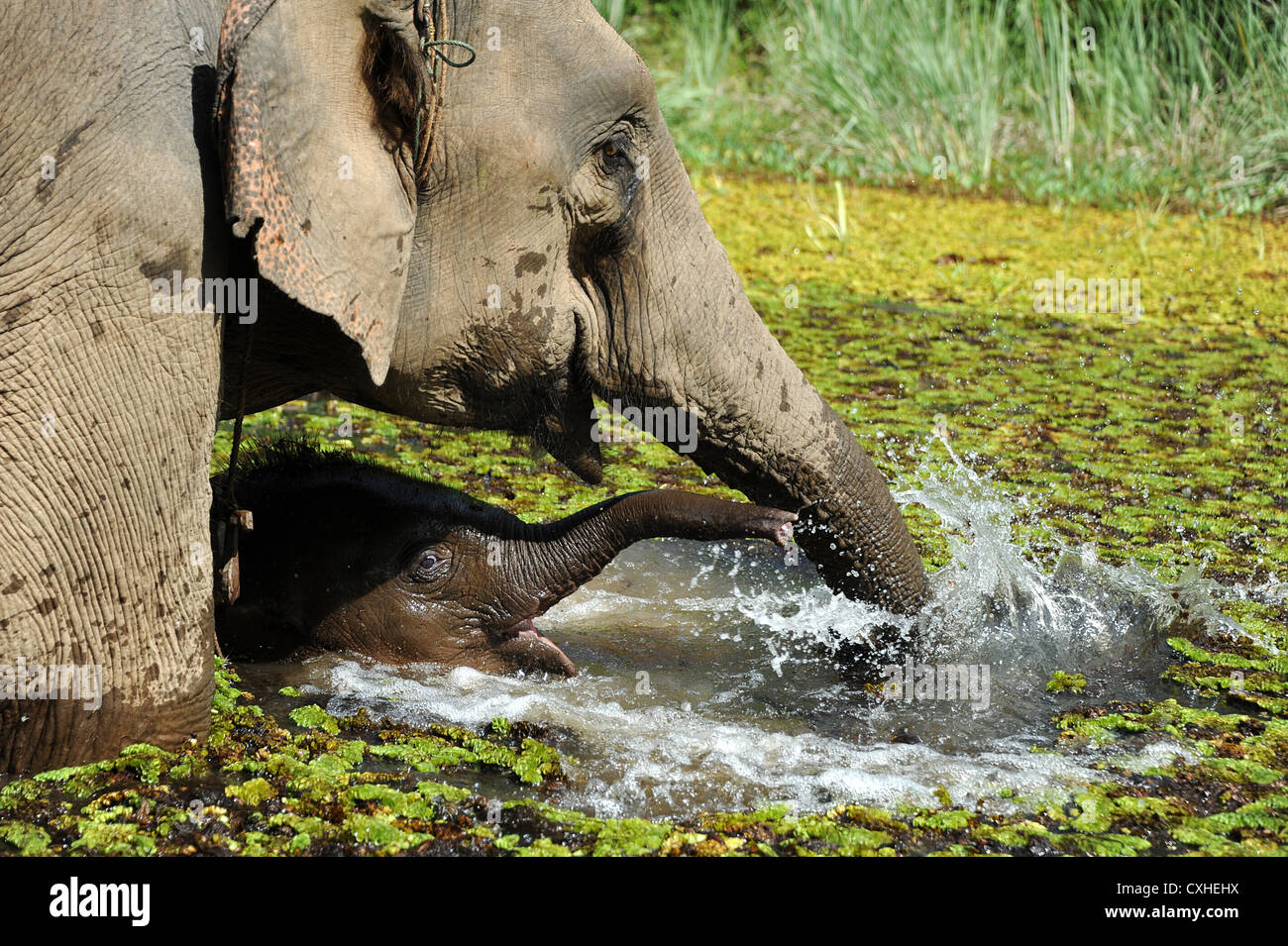 Elephant life at Elephant Conservation Center, Sayaboury, Laos. Stock Photo