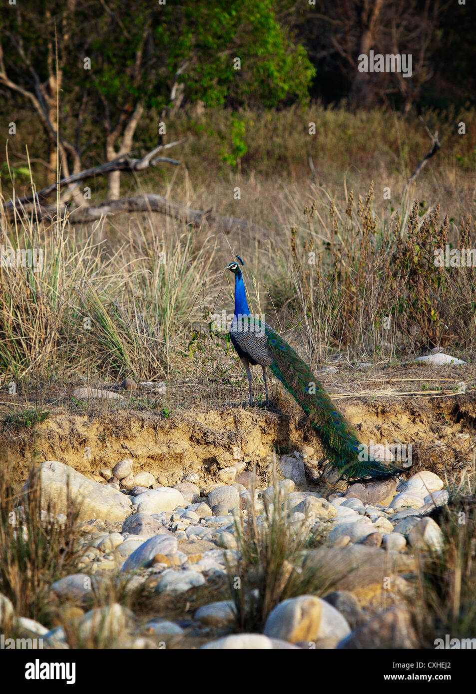 Peacock in Bijrani area in Jim Corbett Tiger Reserve, India. Stock Photo