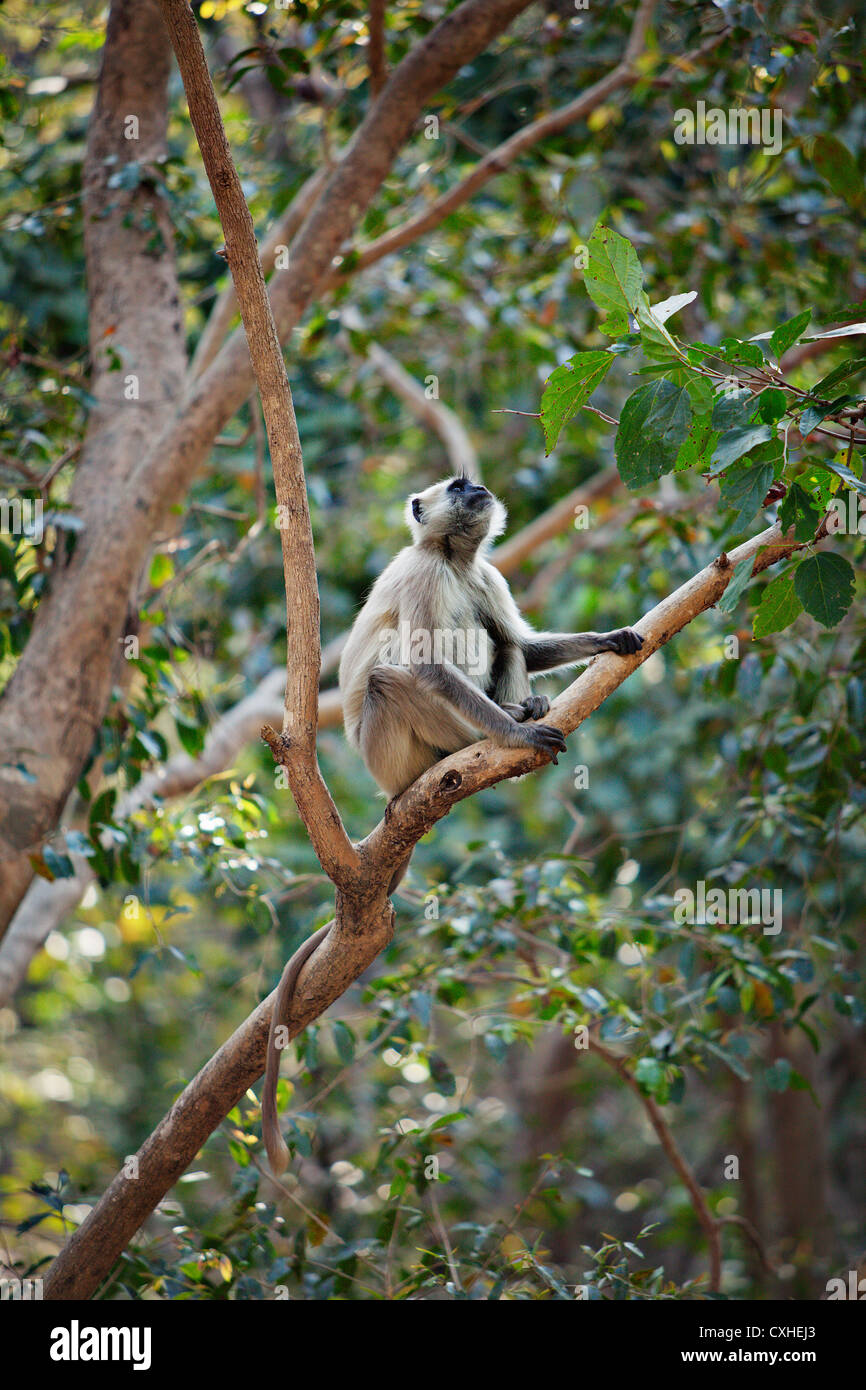 Langur monkey (semnopithecus entellus) in Jim Corbett Tiger Reserve, India. Stock Photo