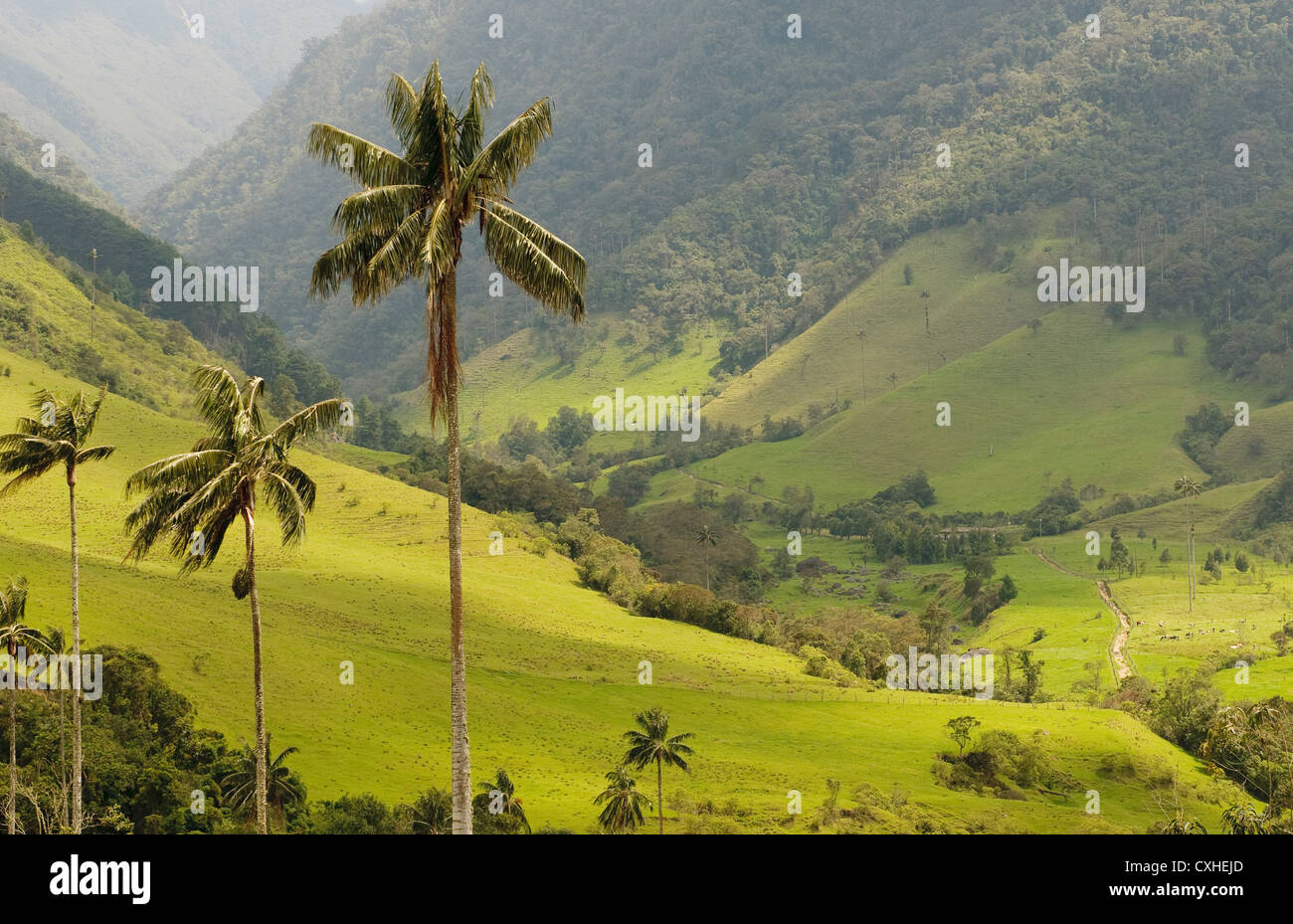 Vax palm trees of Cocora Valley, colombia Stock Photo