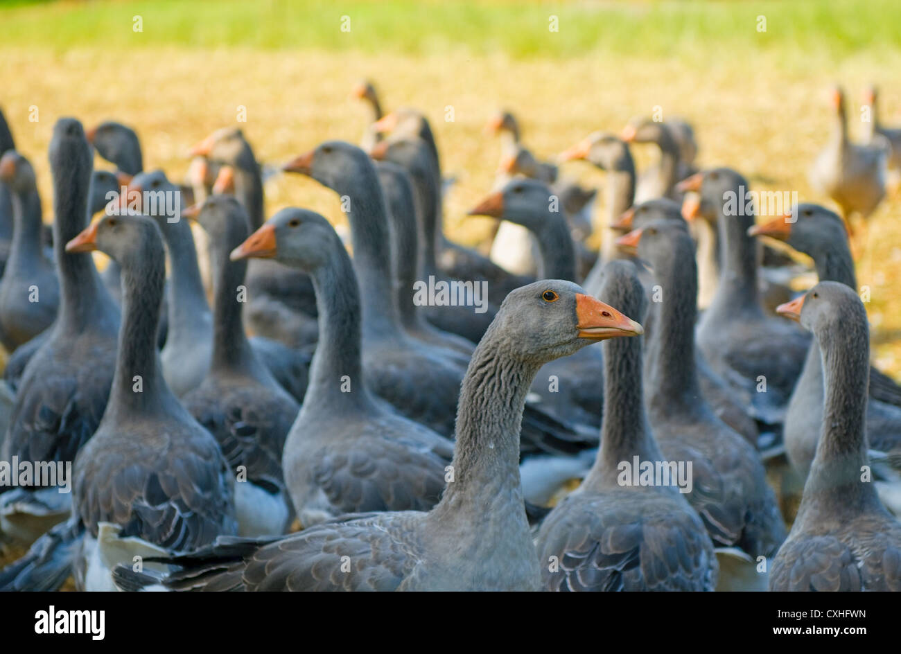 perigord geese Stock Photo