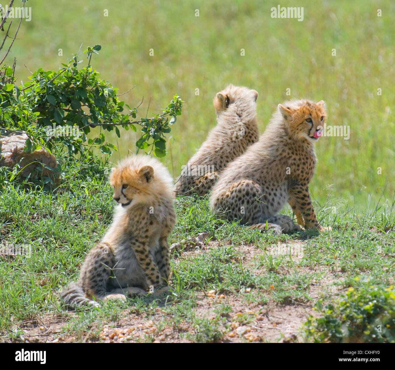 Group of young cheetahs hires stock photography and images Alamy