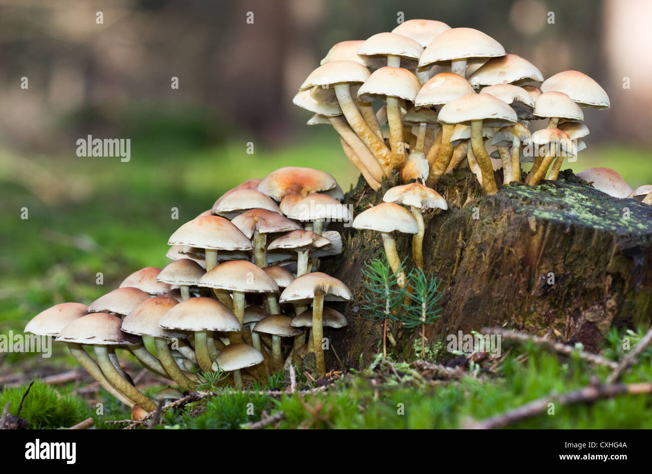 Sulphur Tuft, a poisonous mushroom, on a rotting tree trunk Stock Photo