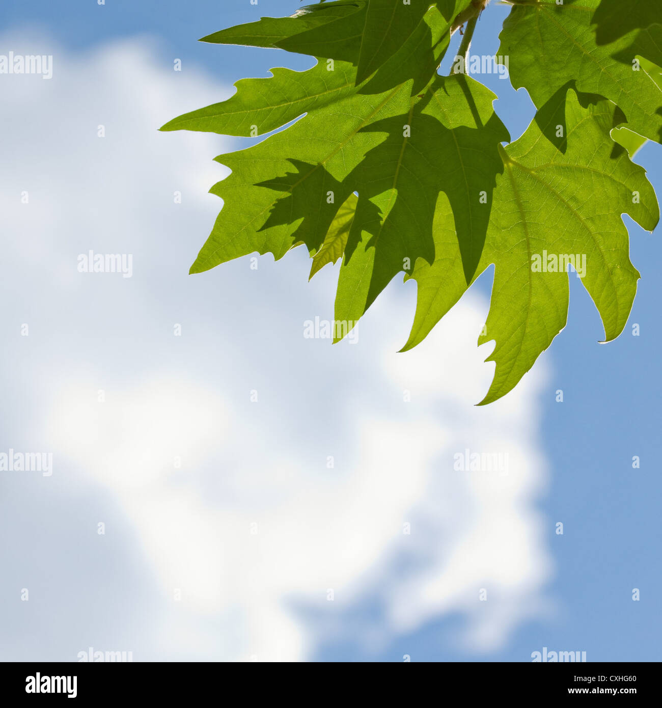 green leaves over blue sky background Stock Photo - Alamy