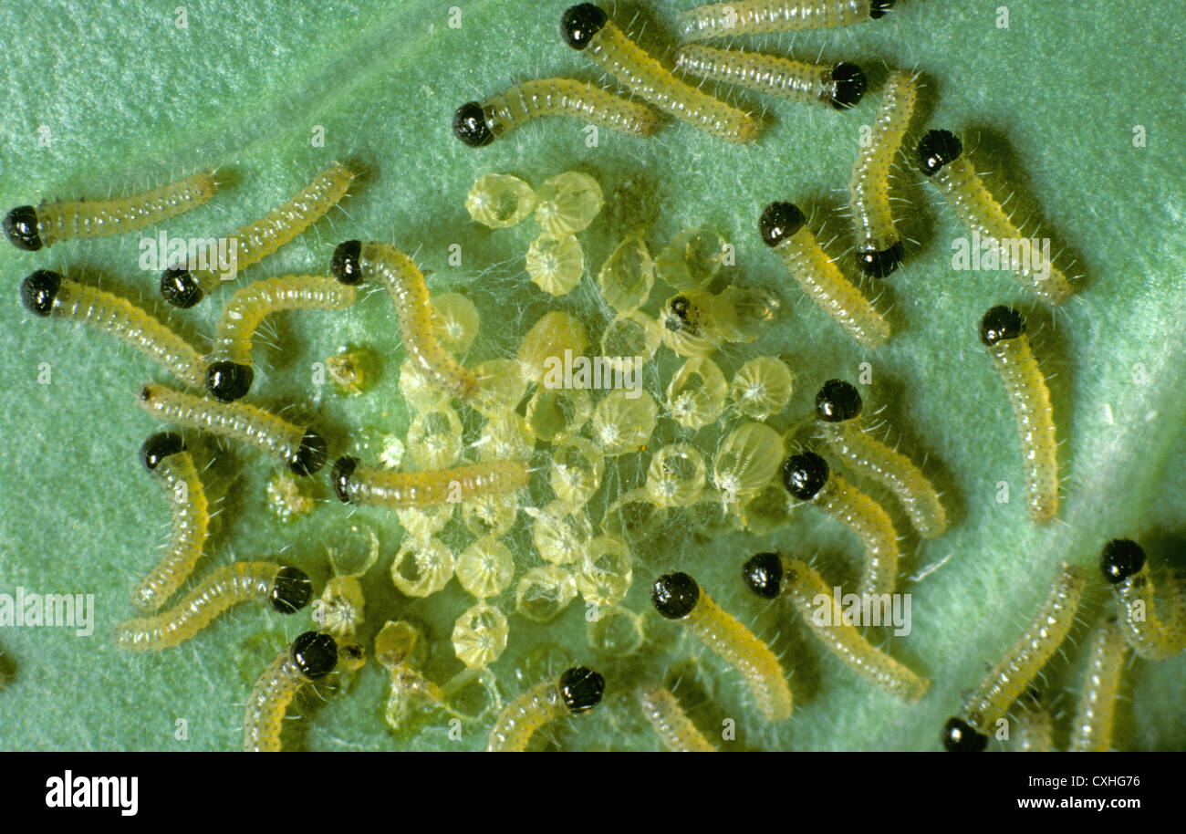 Young 1st instar large white butterfly (Pieris brassicae) caterpillars and eggs cases Stock Photo