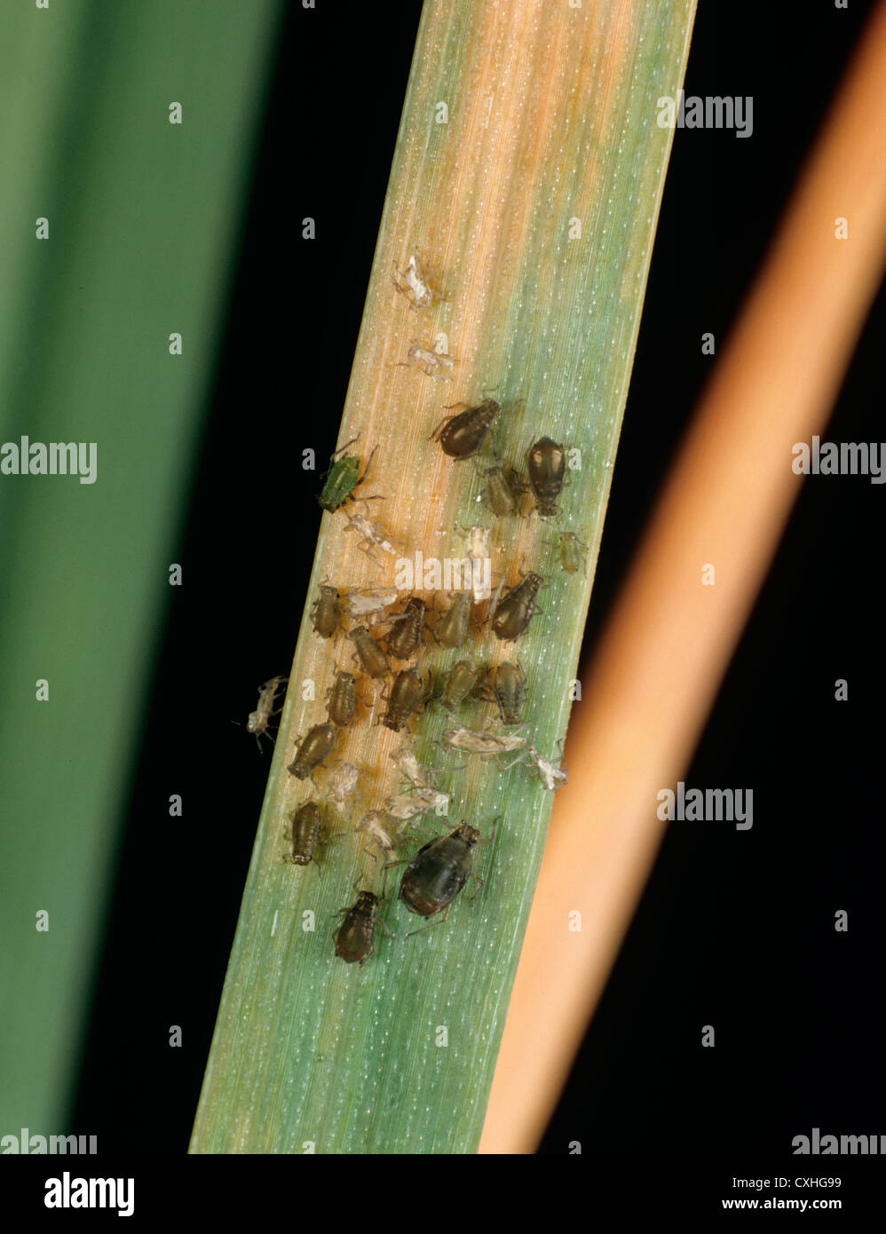 Bird cherry aphid (Rhopalosiphum padi) & BYDV symptoms on wheat Stock ...