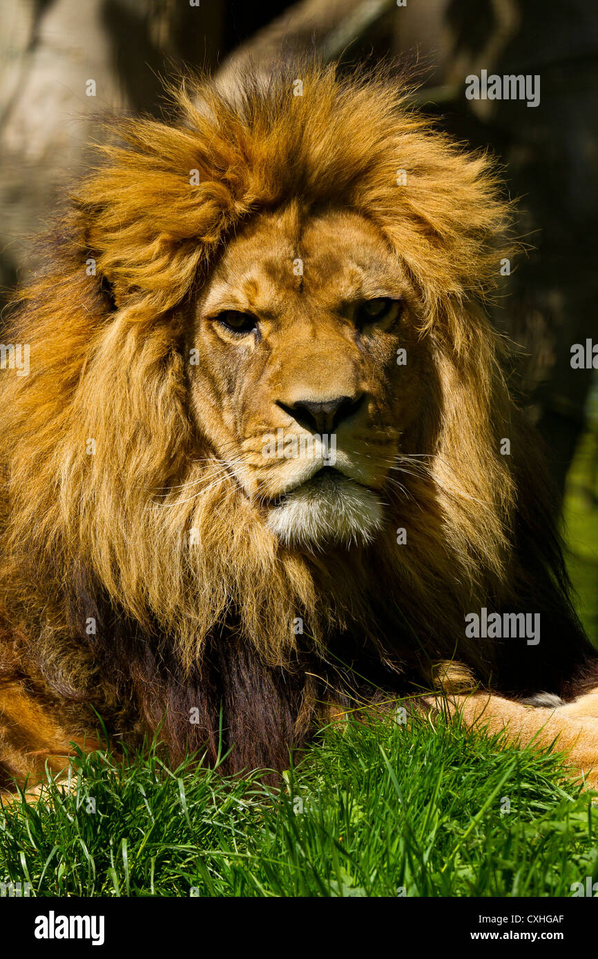 Barbary Lion (Panthera leo leo) Laying On Grass Stock Photo