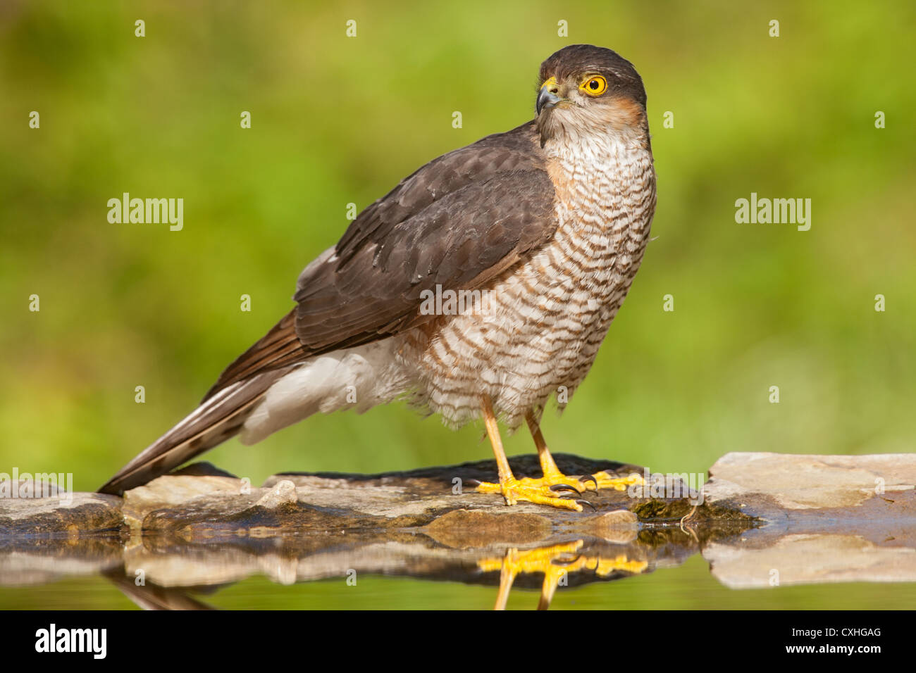 Eurasian sparrowhawk (Accipiter nisus) at the edge of a pool, side view Stock Photo