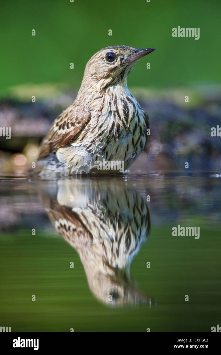 A tree pipet (Anthus trivialis) reflected in a forest pool while bathing Stock Photo