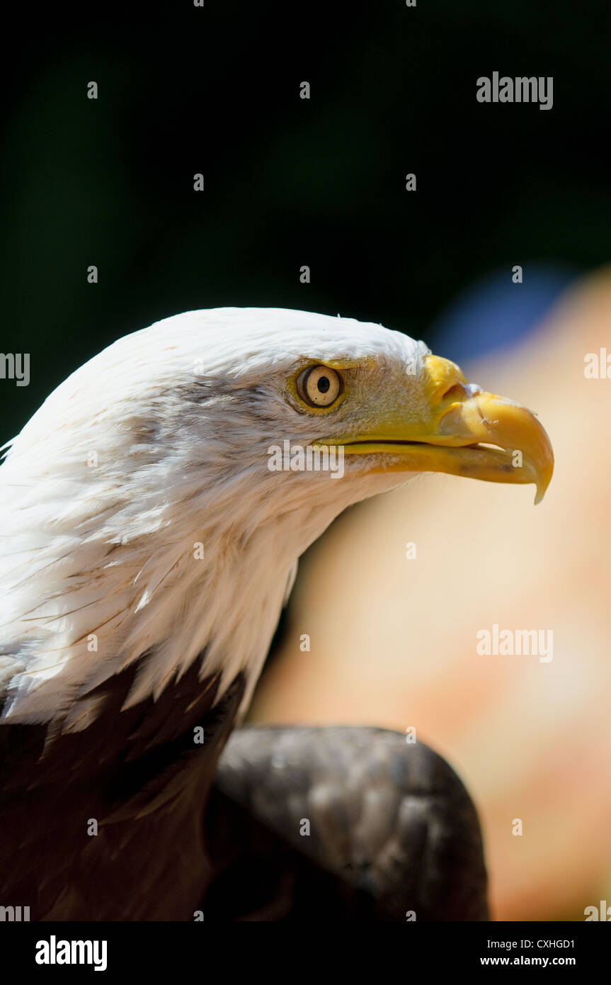 White head eagle Stock Photo