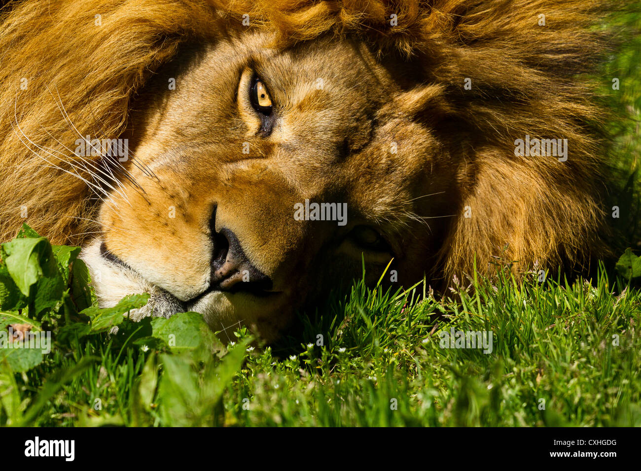 Barbary Lion (Panthera leo leo) Laying On Grass Stock Photo