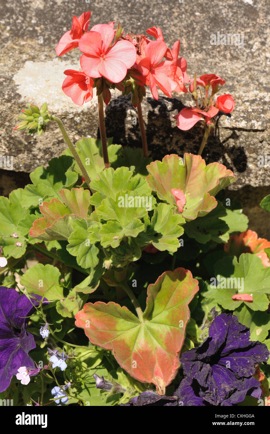 General deficiency in a container grown zonal pelargonium, reddening leaves and weak plant Stock Photo